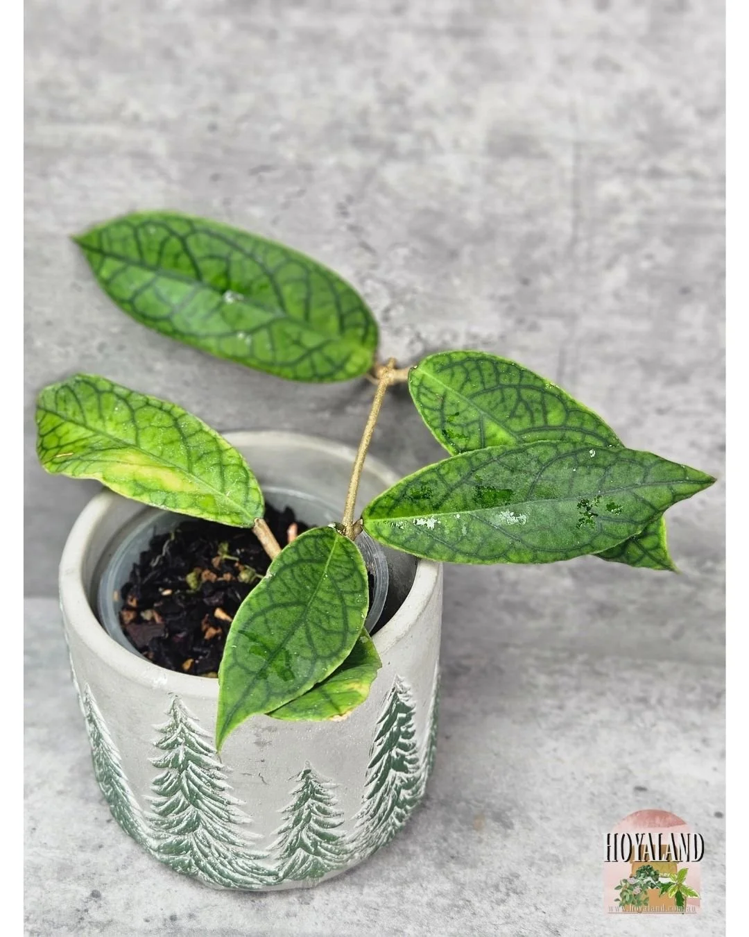 🌞 Hoya Stenophylla | Rare Grass-Like Foliage 🩷 — Hoya Land Rare